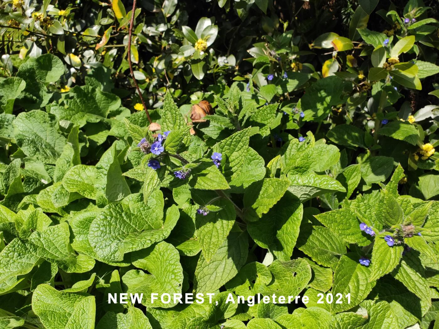 Alkanet, Evergreen plant